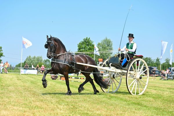 EK Stal Brandsma's Tsjalda (Alwin 469) met Abe Brandsma-9250-20230617